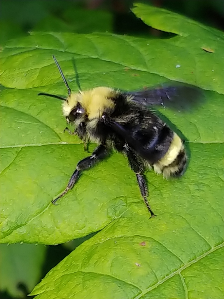 The Yellow-Faced bumblebee (Bombus Vosnesenskii) sitting on a leaf